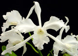 Laelia pulcherrima alba (5"p)