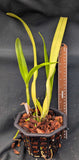 Laelia purpurata 'Rubrovioleta' x self (6"b)
