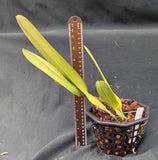 Laelia purpurata 'Vinicolor' x self (6"b)