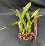 Laelia purpurata Carnea 'Deep Pink' (6"p)