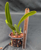 Laelia purpurata 'Sanguinea' x 'Rubra' (6"b)