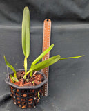 Laelia purpurata color (6"b)