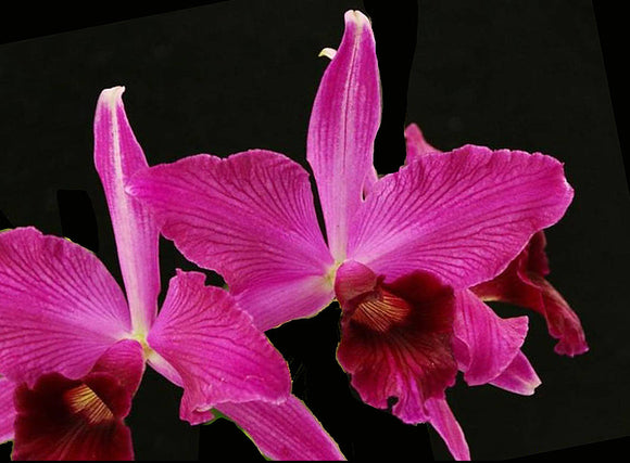 Laelia purpurata 'Rubrovioleta' x self (6