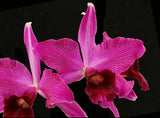 Laelia purpurata 'Rubrovioleta' x self (6"b)