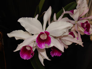 Laelia purpurata 'Vinicolor' x self (6"b)
