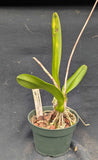 Laelia rubescens semi alba (4"p)