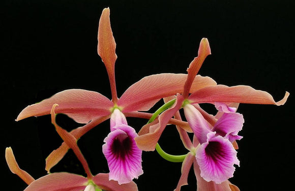 Laelia tenebrosa 'Pololei Wine'  (6