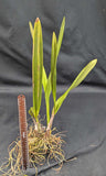Laelia tenebrosa x Encyclia cordigera (5" p)