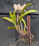 Laeliocattleya Cheryl Mills 'Sarasota' (6"b)