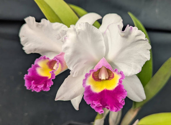 Laeliocattleya Cheryl Mills 'Sarasota' (6