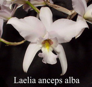 Laelia anceps 'White Magic' X 'Marble Queen' (5" p)