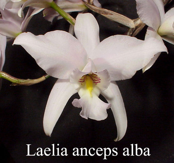 Laelia anceps 'White Magic' X 'Marble Queen' (6