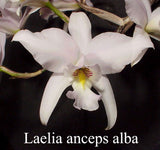 Laelia anceps 'White Magic' X 'Marble Queen' (5" p)