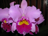 Rlc. Irene Finney (6"p)