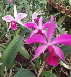 Lc. Canaima's First 'Carnesi' x Lc. Canaima's First 'Semi alba' (2")