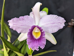 Lc. Canhamiana coerulea 'Cielo' (6"p) <br> (Lc. Canhamiana coerulea 'Cobalt' x self)