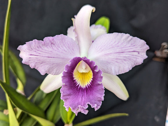 Lc. Canhamiana coerulea 'Cielo' (6