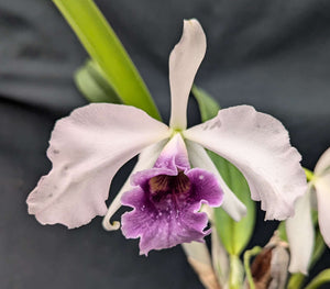 Lc. Canhamiana coerulea (5"p) <br> (Lc. Canhamiana coerulea 'Cobalt' x self)