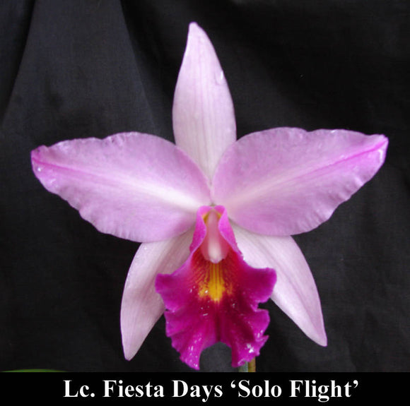 Lc. Fiesta Days (4