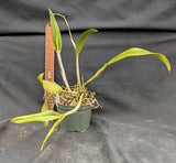 Lc. Graf's Girl (5"p)<br> Lc. Trick or Treat x Lc. Llory Ann Paradise