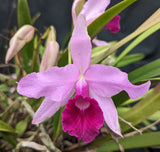 Lc. Hyeana (5"p) <br> (C. lawrenceana x L. purpurata)