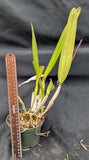Lc. Hyeana (5"p) <br> (C. lawrenceana x L. purpurata)