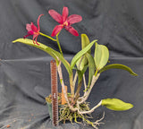 Pot. Graf's Lanza Overgrown (6"p) <br>(Cattleya Jalapa x Pot. Mem. Mario Lanza)