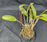 Pot. Graf's Lanza Overgrown (6"p) <br>(Cattleya Jalapa x Pot. Mem. Mario Lanza)