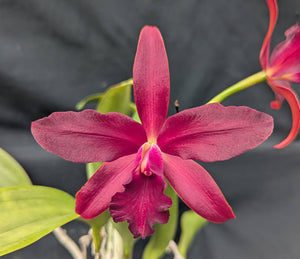 Pot. Graf's Lanza Overgrown (6"p) <br>(Cattleya Jalapa x Pot. Mem. Mario Lanza)