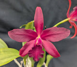 Pot. Graf's Lanza Overgrown (6"p) <br>(Cattleya Jalapa x Pot. Mem. Mario Lanza)