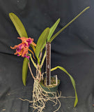 Lc. Luminosa  'El Hatillo' (6"p)<br>(Cattleya dowiana x L. tenebrosa)