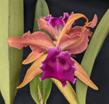 Lc. Luminosa  'El Hatillo' (6"p)<br>(Cattleya dowiana x L. tenebrosa)