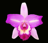 Lc. Miss Wonderful 'Imperialis' AM/AOS (5"p)