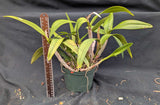 Lc. Rojo (6"p)
