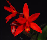 Lc. Rojo (6"p)
