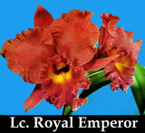 Lc. Royal Emperor 'Wade' (6"b)