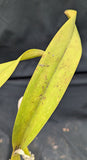 Lc. Royal Emperor 'Wade' (6"b)
