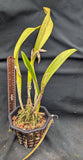 Lc. Royal Emperor 'Wade' (6"b)