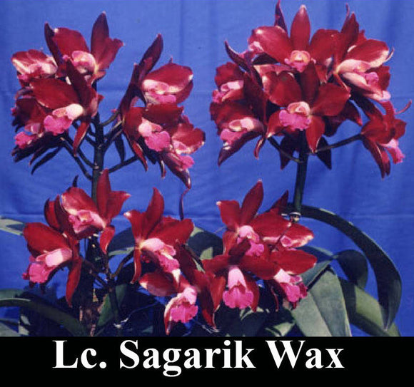 Ctt. Sagarik Wax 'African Beauty' (4