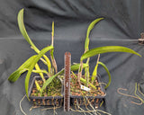 Lc. Sylvan Sprite 'Blythe Spirit' HCC/AOS (8"b)