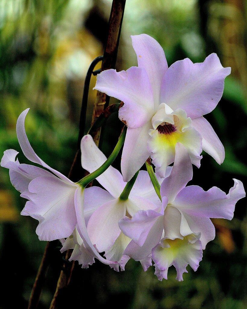111 タケノコラン　Clowesia 'Queen Canon (OG) 111 タケノコラン Clowesia 'Queen Canon (OG) 111 タケノコラン