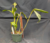Lc. Trick or Treat 'La Orquidea' x self  (6"p)