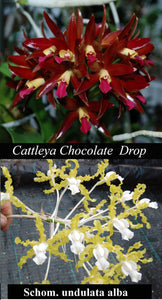 Lctt. Graf's Truffles (2"p)<br>  C. Chocolate Drop 'Kodama' x Sch. undulata alba 'Hatillo Verde' (2")