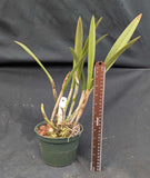 Lowara Andres Romero (6"p)