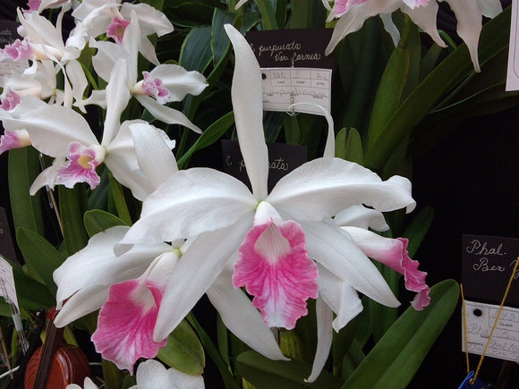 Laelia purpurata Carnea 'Deep Pink' (6