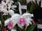 Laelia purpurata Carnea 'Deep Pink' (6"p)