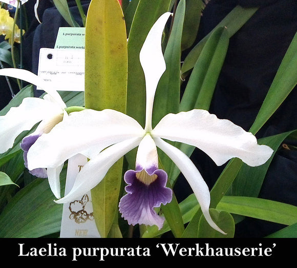 Laelia purpurata Werkhauserie (6