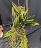 Laelia rubescens semi alba (m)