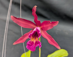 Laelia tenebrosa x Myrmecophila Rafael Romero (6"basket) From seed