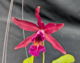 Laelia tenebrosa x Myrmecophila Rafael Romero (6"basket) From seed